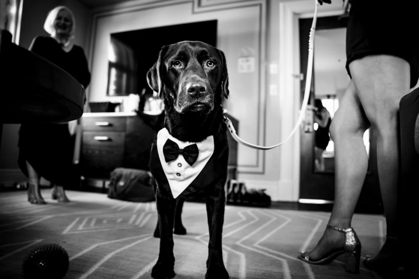 Picture of the dog in black and white before Banff Wedding Ceremony.
