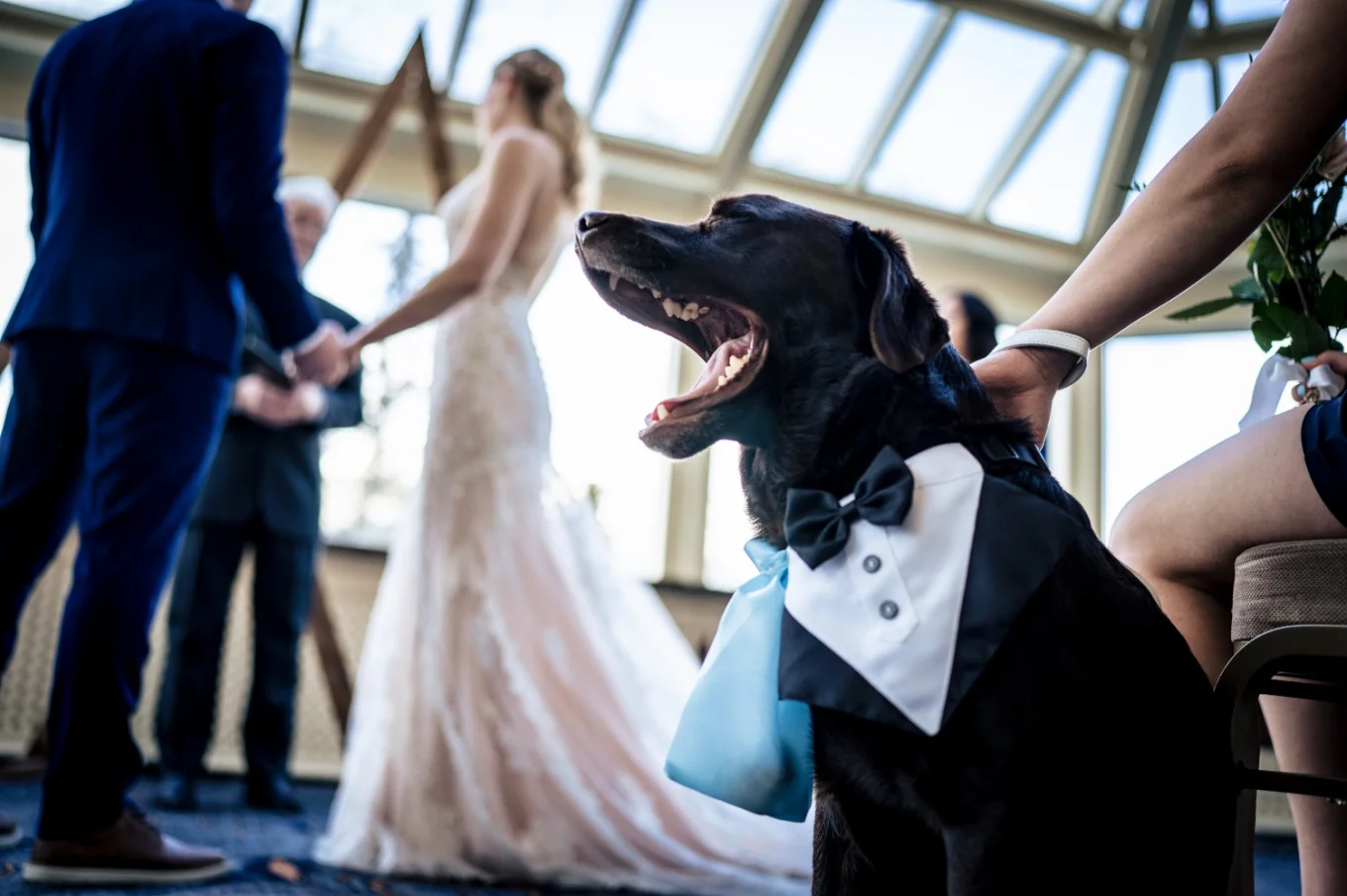 Dog yawning at the Banff Wedding Ceremony. Moment captured by Banff Wedding Photographers.