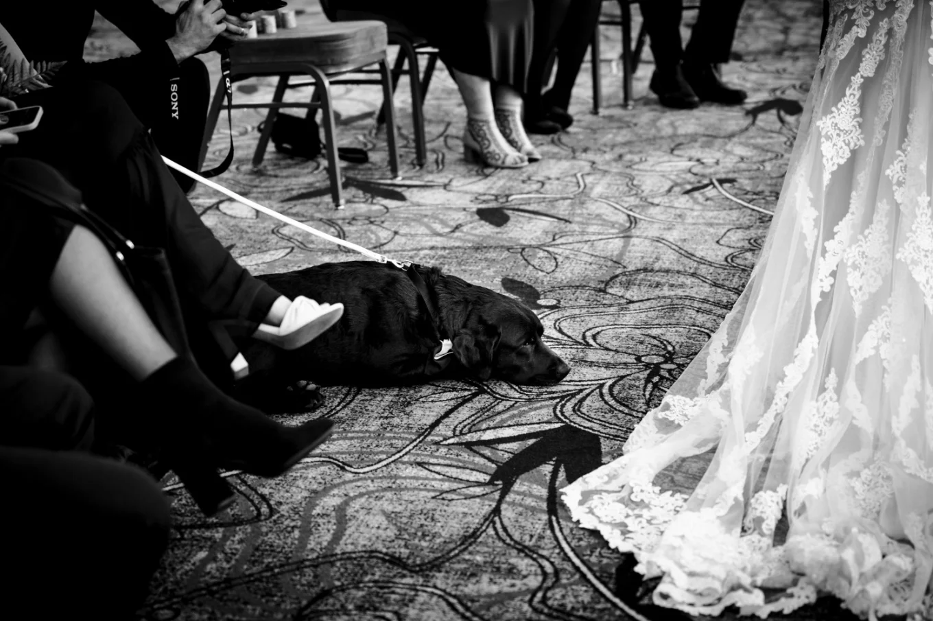 Dog sleeping on the carper at Fairmont Wedding. in Banff.