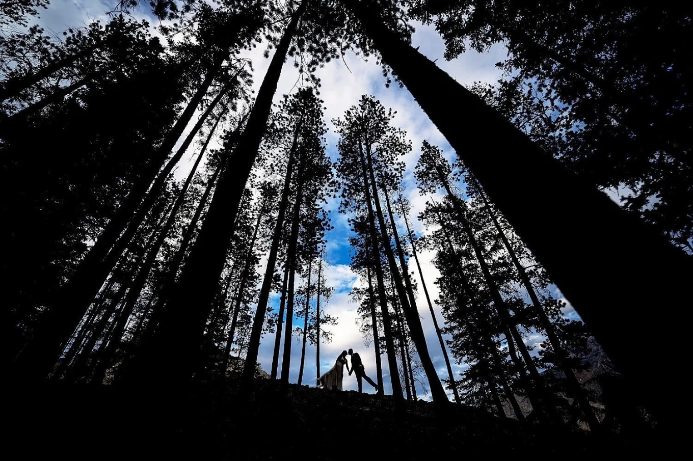silhouette wedding photograph in the forest in Banff