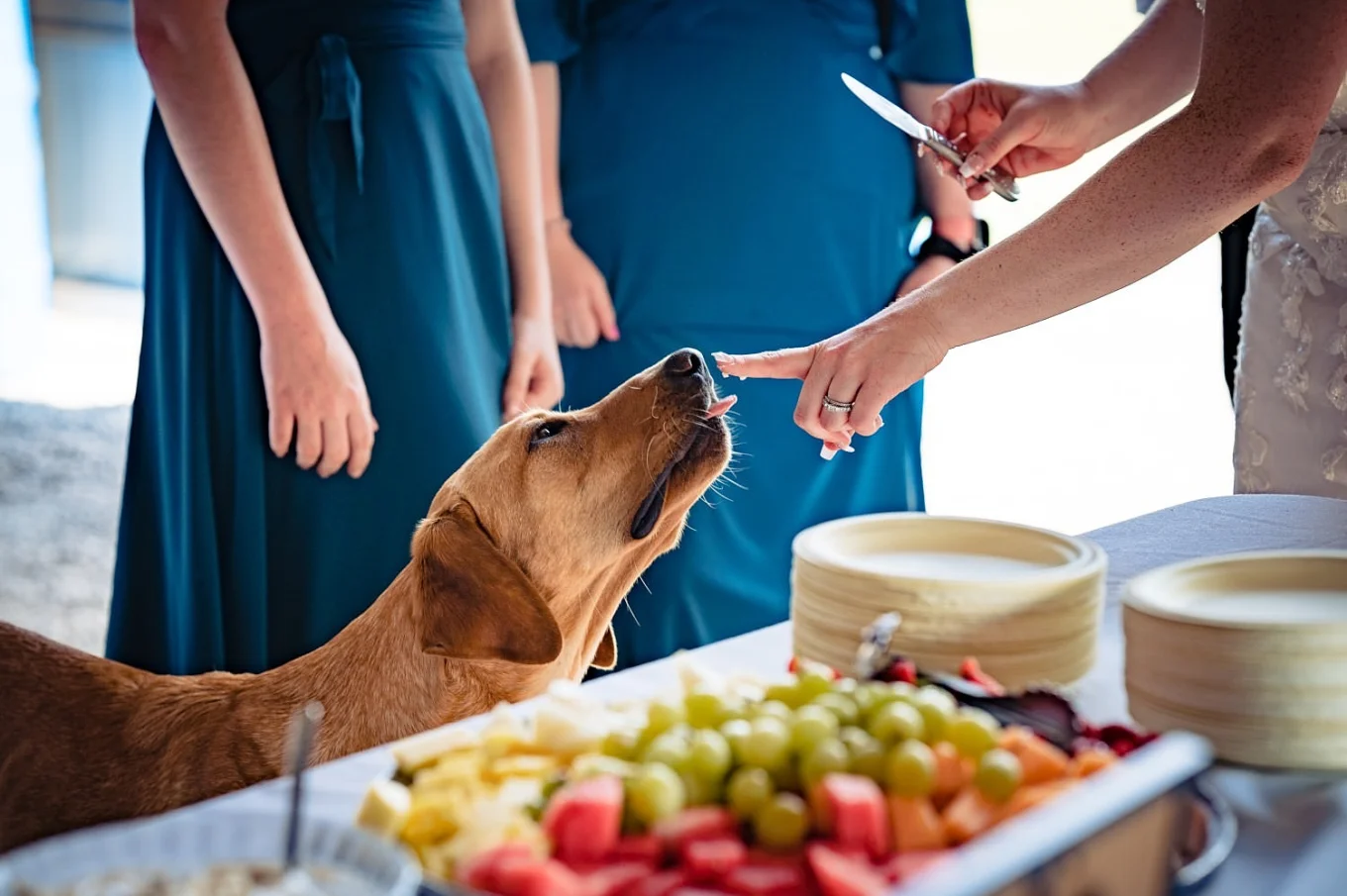 Puppy leaks the bride's finger which is covered with a wedding cake.