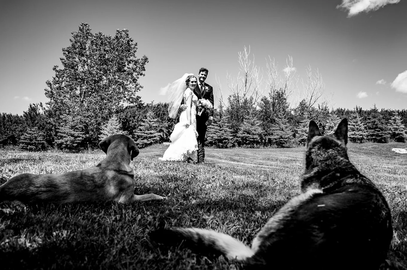 Dogs watching their people during cowboy wedding in Calgary. They lie down on the grass and look at the groom and bride.