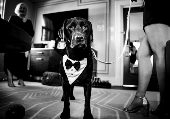 Picture of the dog in black and white before Banff Wedding Ceremony.