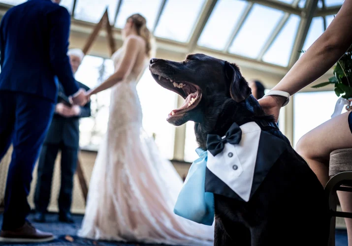 Dog yawning at the Banff Wedding Ceremony. Moment captured by Banff Wedding Photographers.
