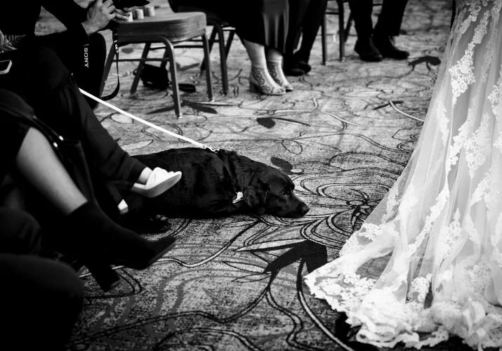 Dog sleeping on the carper at Fairmont Wedding. in Banff.