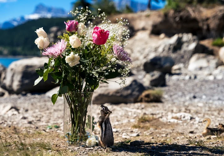 flowers and squirrel who tries to eat the flowers. Funny wedding moments.