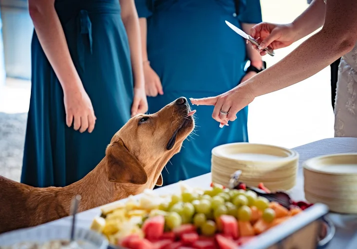 Puppy leaks the bride's finger which is covered with a wedding cake.