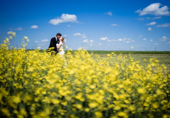 Newlyweds share a kiss in a canola filed during after-wedding photo session in Calgary.