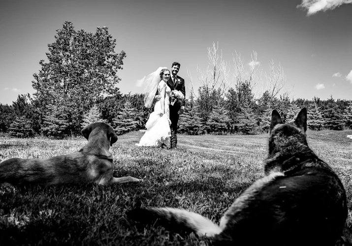 Dogs watching their people during cowboy wedding in Calgary. They lie down on the grass and look at the groom and bride.